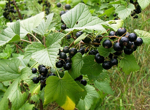 Image de l'aliment