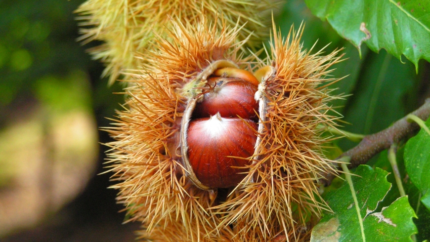 Image de l'aliment