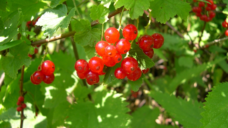 Image de l'aliment